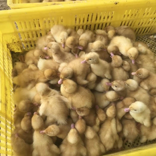 批发优质/桂柳鸭苗（大白鸭苗）樱桃谷鸭苗，品质有保障
