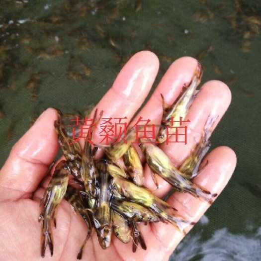 广州黄骨鱼苗批发黄辣丁黄颡鱼苗
