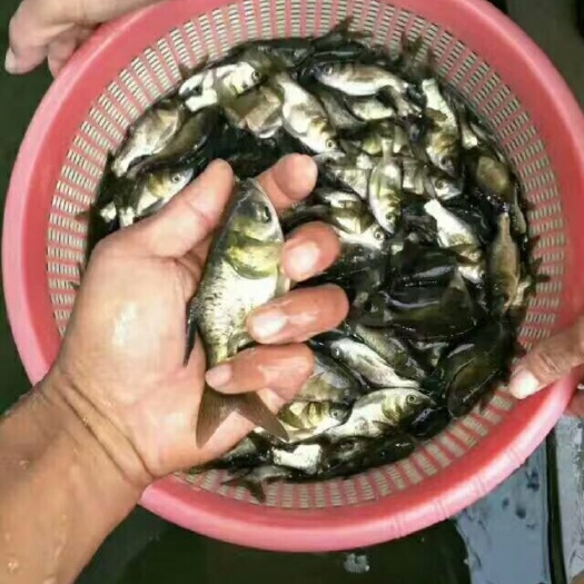 广州缩骨大头鱼苗 缩骨大头鱼
