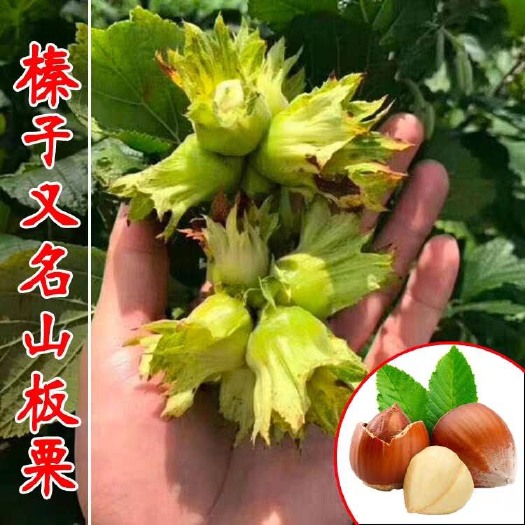 尚志市 平欧大榛子苗 高产 抗寒  南北方种植