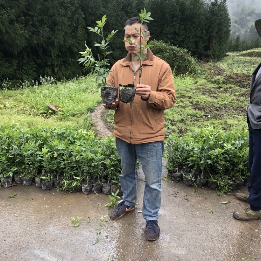 洪雅县青花椒苗