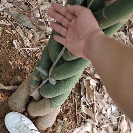合浦县辫子发财树   招财发财树