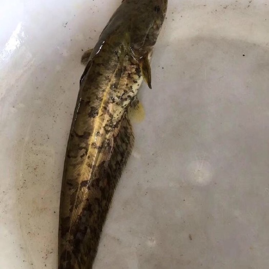 广州 大口鲶鱼苗