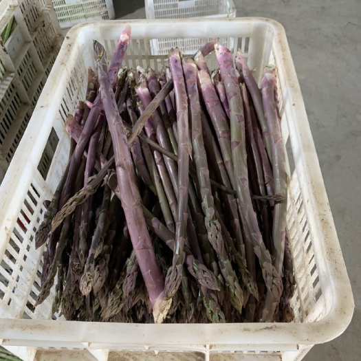 盐城 芦笋根