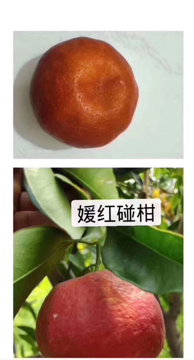 媛红碰柑苗