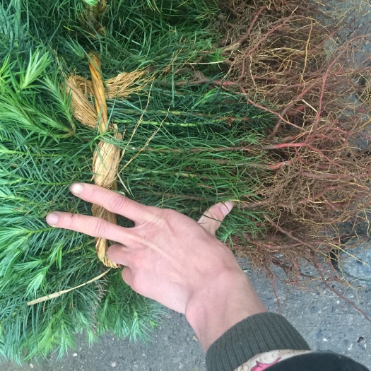 连山县杉木树苗 大量出售