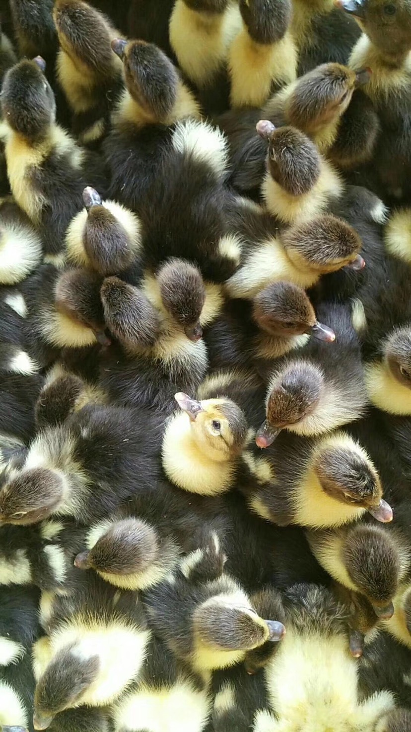 黑番鸭幼崽图片图片