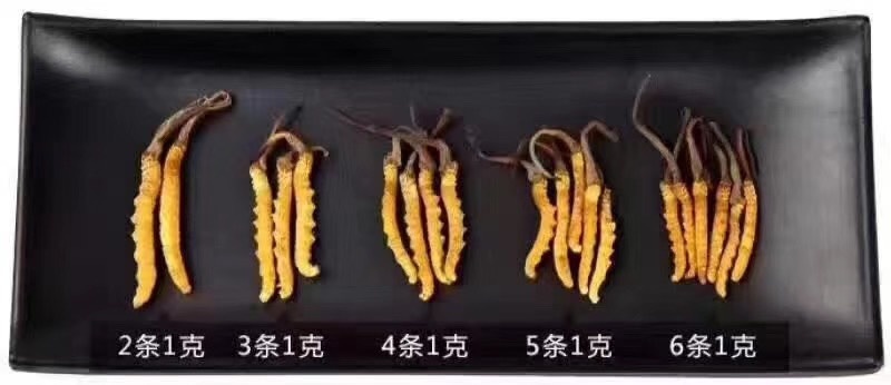 成都冬虫夏草  干虫草