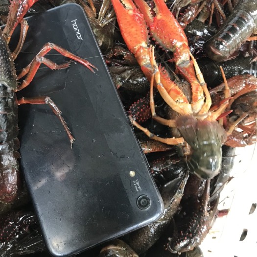 潜江市清水小龙虾 清水虾肉质鲜嫩可口美味，
