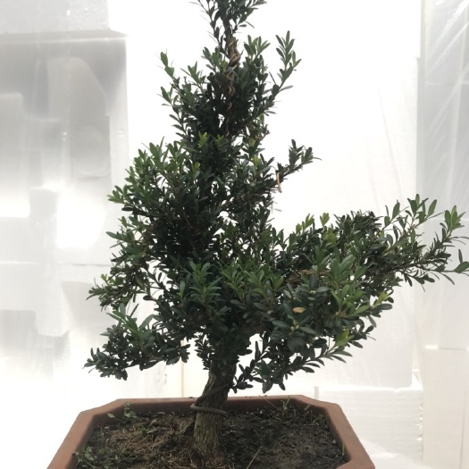 漳州 雀舌黄杨小盆栽造型各种规格