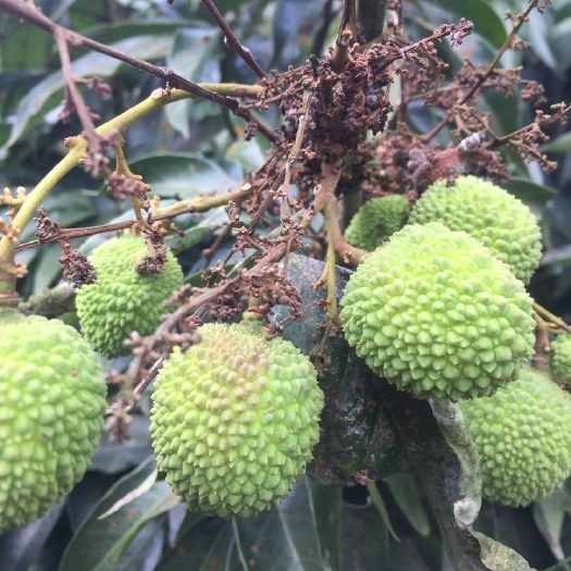 妃子笑荔枝 2cm