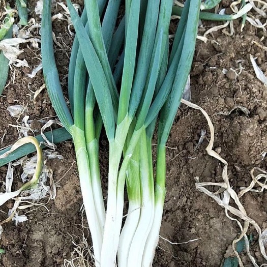 菏泽 小葱