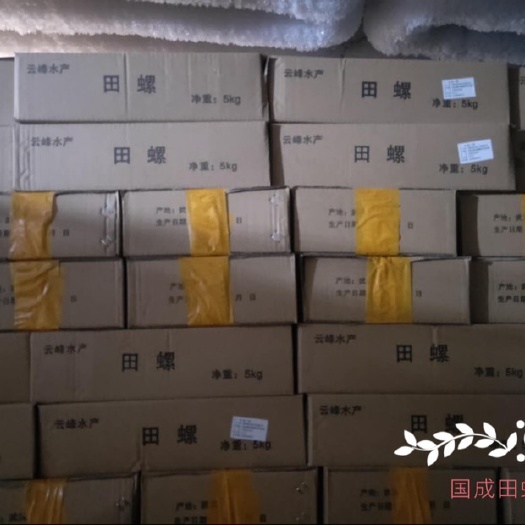 洪湖市田螺 冷冻石螺 1.5以上带炮头 批发商餐饮店零售 洗净