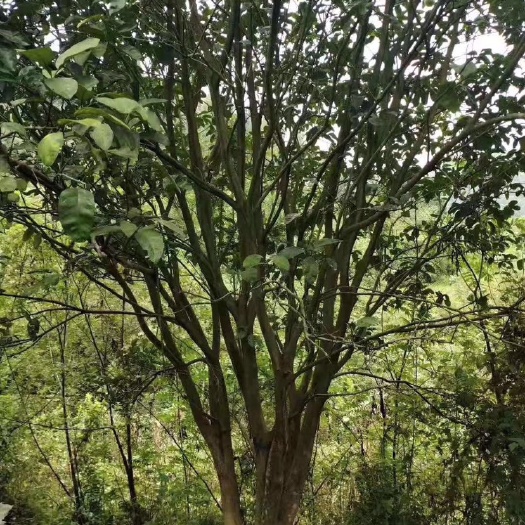 桃源县多杆香樟 朴树樟树桂花树香泡￼￼