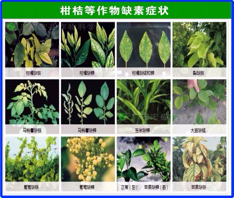  200克德國康樸葉面肥膨果增紅微量元素蔬菜果樹正品包郵營養(yǎng)素