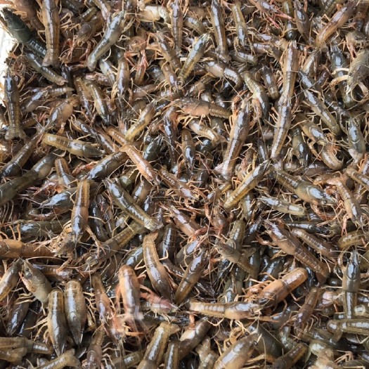 潜江市小龙虾苗  潜江小龙虾 大量 虾苗供应80-120尾 成活率95%以上