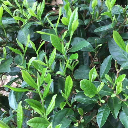 灵山县 红茶绿茶现货供应！