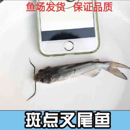 重庆市叉尾鮰鱼苗 统货