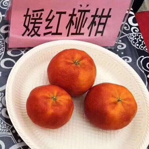 简阳市媛红碰柑苗