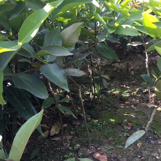 普宁市黑金刚莲雾苗   莲雾苗黑金刚大叶红品种嫁接南方果树苗庭院地栽当年结果