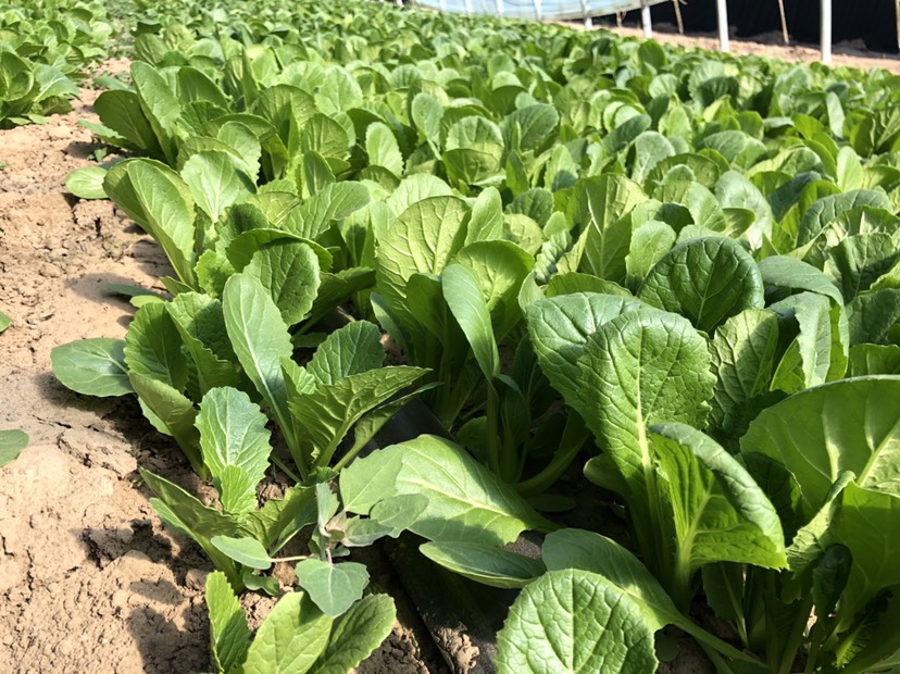 小白菜大量供应,量大价优