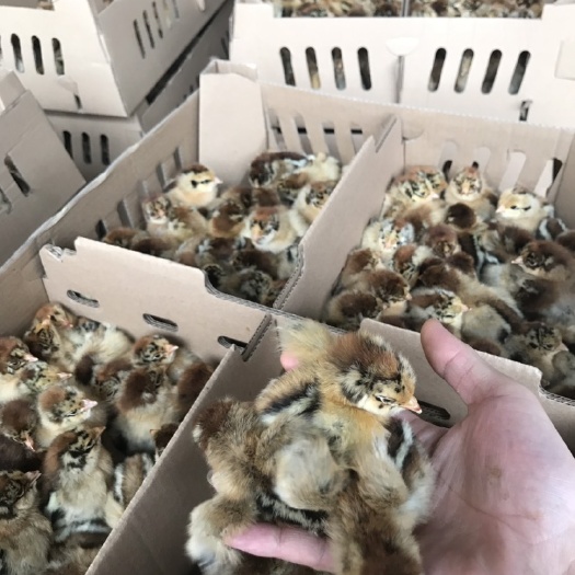 南宁良凤花鸡苗