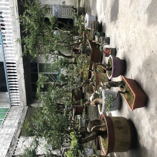 恩施市 练手 小黄杨