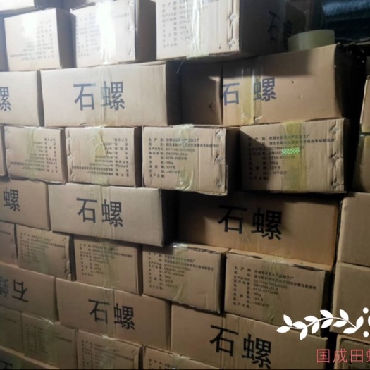 洪湖市田螺 冷冻石螺 包装 1.5以上带炮头 无沙 已洗净可以直下锅