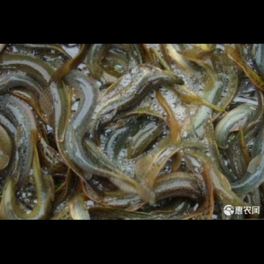 广州 泥鳅苗