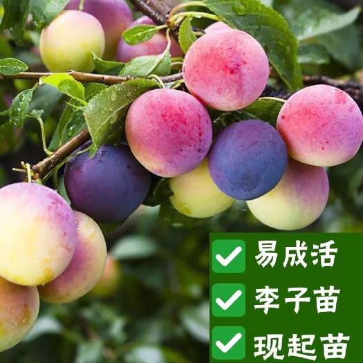 平邑县国峰7号李子树苗 辽宁新品种嫁接国丰七号李子苗南方北方种植