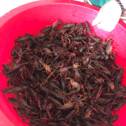 武穴市 湖北小龙虾 青虾 456789 虾田基地直发 可送货 可自提