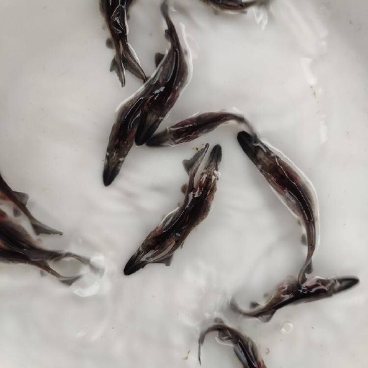 广州 鸭嘴鱼苗匙吻鸭嘴6-8厘米鱼场直供品种优良