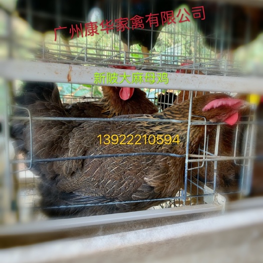 广州快大麻鸡 母