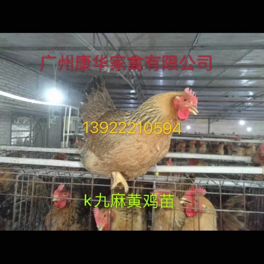 广州K9麻黄鸡苗 统货