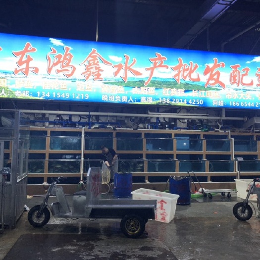 佛山 大量供应配送公司，连锁餐饮鲈鱼，太阳鱼