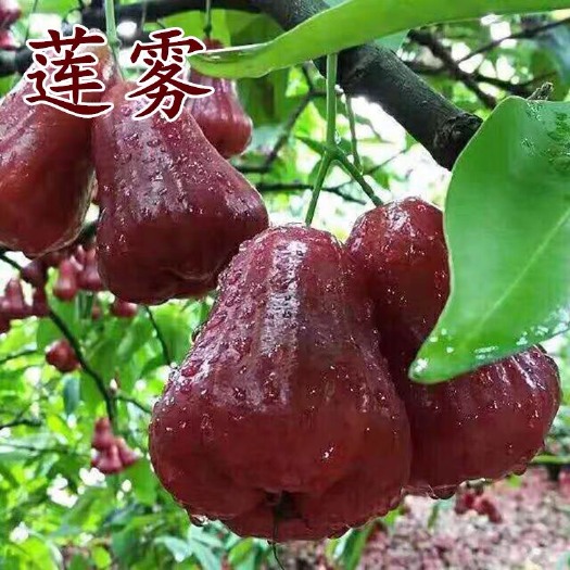 普宁市黑金刚莲雾苗，2-3公分起，高度1米以上