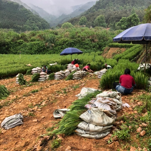 乐昌市湿地松树苗 湿地松苍劲而速生，适应性强，材质好，油脂产量高，是园林，造林