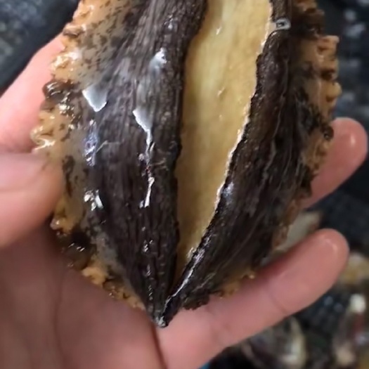 漳浦县绿盘鲍 5头鲍