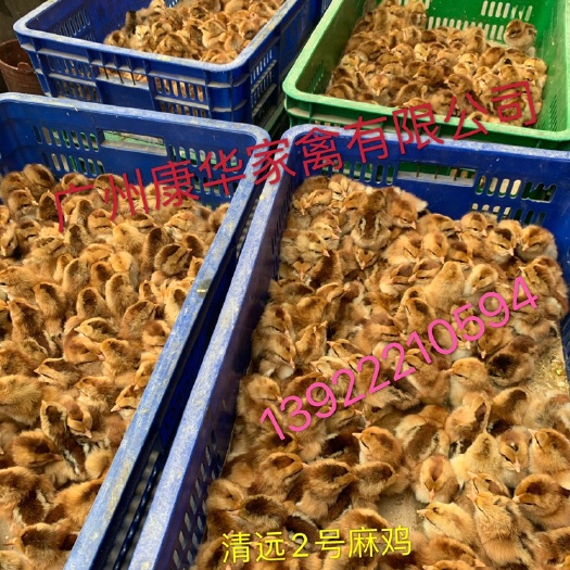 广州清远麻鸡苗 清远2号麻鸡公