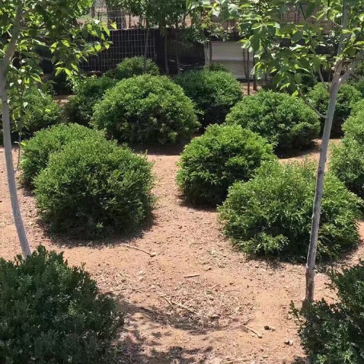 大连朝鲜黄杨
