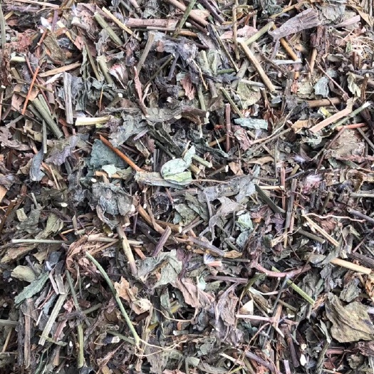 长期供应｛一点红羊蹄草｝可批量可零售量大从优【包邮】