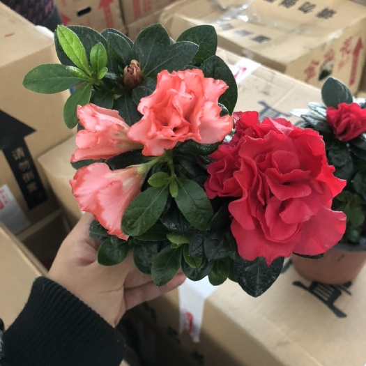 青州市杜鹃红  杜鹃花每年十一月到春节都有货长期供应