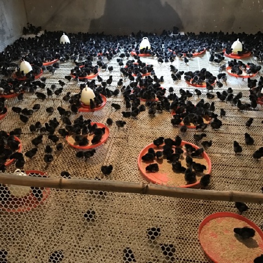 岳阳县土鸡苗  黑土杂鸡 大场脱温鸡苗 疫苗全 成活率高 产蛋优