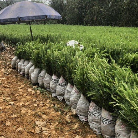 乐昌市湿地松树苗 湿地松苍劲而速生，适应性强，材质好，油脂产量高！