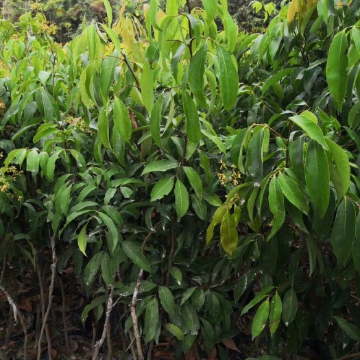 妃子笑荔枝苗   荔枝苗妃子笑荔枝树苗桂味荔枝苗无核荔枝苗嫁接苗带叶带泥球