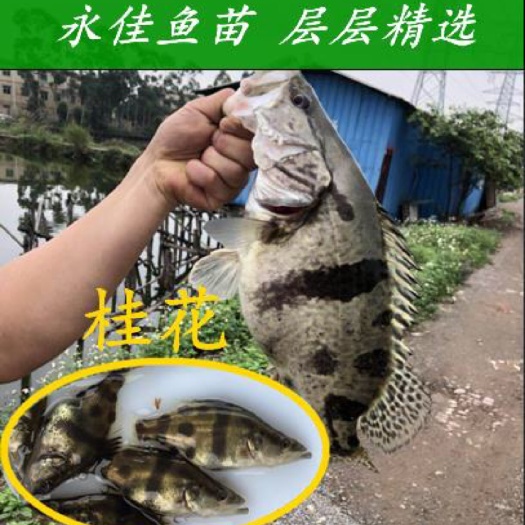  桂花鱼苗大量批发、今年头批苗