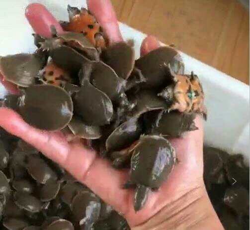 沭阳县中华鳖苗 1个月以下