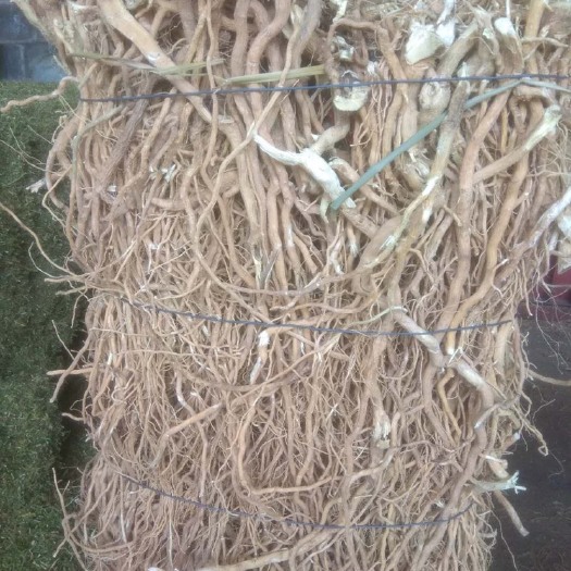 丰顺县黄花倒水莲种苗  出售一吨黄花倒水莲，倒吊黄纯小根，无头，无硫磺，足干