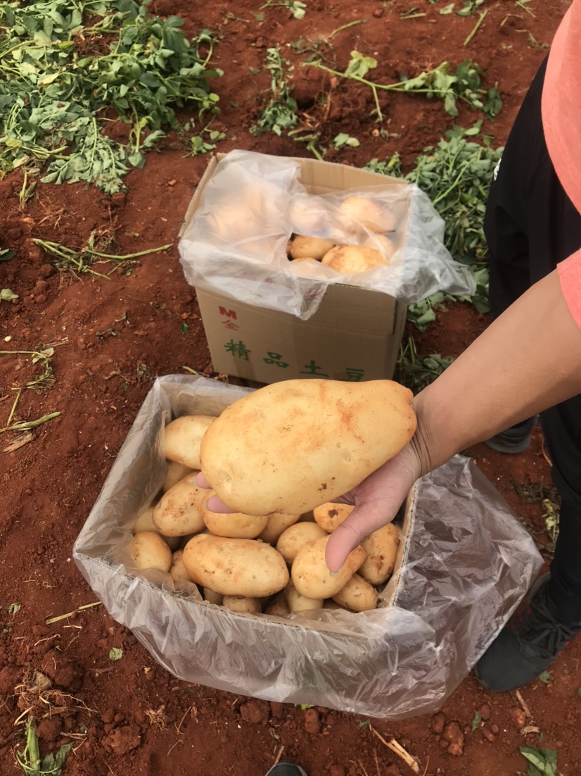 红土豆 大量现货