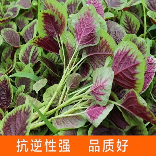 赤壁市红苋菜 新一代改良圆叶红笕菜